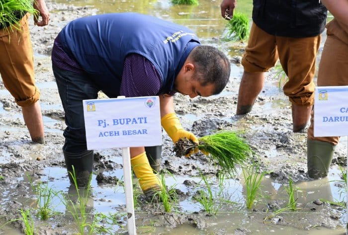 Pj Bupati Aceh Besar Muhammad Iswanto menanam padi perdana Tahun 2024 di area persawahan Gampong Lamkawe, Kecamatan Darul Imarah, Selasa (4/6/2024). Foto: Istimewa