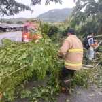 Pohon tumbang akibat angin kencang di Gampong Lampisang (Jln. Lintas Nasional Banda Aceh Medan) Kecamatan Seulimuem, Aceh Besar, Sabtu (22/6). (Foto: BPBD Aceh Besar)