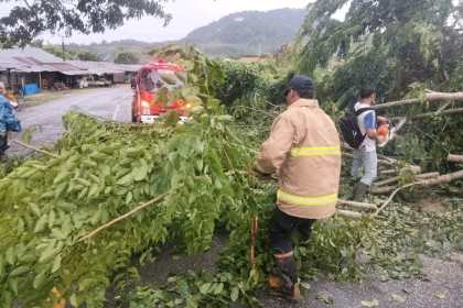 Pohon tumbang akibat angin kencang di Gampong Lampisang (Jln. Lintas Nasional Banda Aceh Medan) Kecamatan Seulimuem, Aceh Besar, Sabtu (22/6). (Foto: BPBD Aceh Besar)
