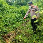 Seekor sapi milik Aris Widodo (30) warga Dusun Seuneubok Cina, Desa Alue Ie Mirah, Kecamatan Indra Makmur, tinggal kerangka diduga dimangsa harimau di areal perkebunan warga, Desa Alue Ie Itam, Kecamatan Indra Makmur, Aceh Timur. Foto: Istimewa