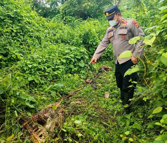 Seekor sapi milik Aris Widodo (30) warga Dusun Seuneubok Cina, Desa Alue Ie Mirah, Kecamatan Indra Makmur, tinggal kerangka diduga dimangsa harimau di areal perkebunan warga, Desa Alue Ie Itam, Kecamatan Indra Makmur, Aceh Timur. Foto: Istimewa
