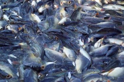 Paket pengadaan bibit ikan kakap dan pakan runcah tahun 2024 senilai Rp 49 miliar tidak termasuk dalam DIPA APBA Perubahan 2024 di Dinas Kelautan dan Perikanan Aceh.