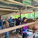Petugas Kesehatan Hewan melakukan vaksinasi terhadap ternak masyarakat Blang Bintang, Aceh Besar, Selasa (4/2). (FOTO: MC ACEH BESAR)