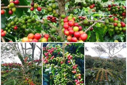 Perlindungan hukum terhadap produk unggulan Kopi Gayo masih lemah