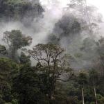 PT Pembangunan Aceh (PEMA) didesak mengambil alih sepenuhnya pengelolaan Kawasan Ekosistem Leuser (KEL) yang memiliki luas lebih dari 1,8 juta hektare