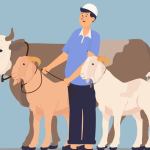 MPU Aceh menerbitkan Taushiyah Nomor 4 Tahun 2025 M /1446 Hijriah yang berisi pedoman pelaksanaan ibadah Idul Adha, penyembelihan hewan qurban, dan kegiatan keagamaan lainnya dalam rangka menyambut Hari Raya Idul Adha 1446 H