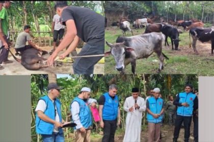 Suasana penyembelihan hewan kurban bantuan Turki untuk masyarakat Aceh yang dipusatkan di Gampong Lagang, Kecamatan Darul Imarah, Aceh Besar, Jum'at, 6 Juni 2025.