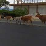 Hewan ternak milik masyarakat bebas berkeliaran di jalan raya dalam Kabupaten Pidie. (Foto: Ist)
