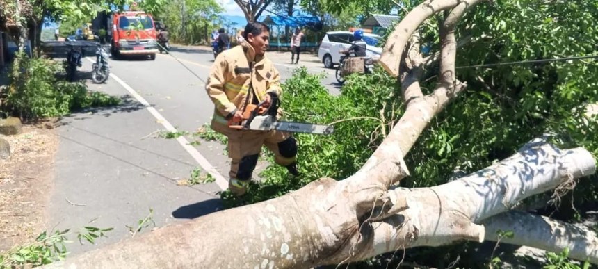 Petugas BPBD Aceh Besar melakukan pembersihan pohon tumbang yang menutupi akses jalan akibat angin kencang. (Foto: Ist)