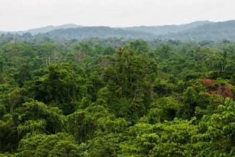 Penguatan Hutan Adat Mukim sebagai benteng terakhir penyelamatan rimba Aceh. (Foto: Ist)