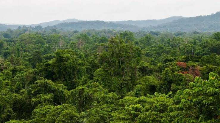 Penguatan Hutan Adat Mukim sebagai benteng terakhir penyelamatan rimba Aceh. (Foto: Ist)