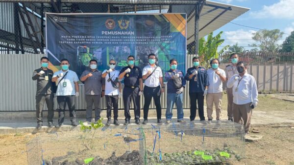 Bea Cukai Langsa melaksanakan pemusnahan ratusan Unggas selundupan dari Thailand, Selasa (12/8).