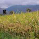 Sekitar 40 persen sawah di Kabupaten Aceh Besar saat ini masih bergantung pada air dari langit atau tadah hujan karena belum memiliki sistem irigasi memadai. (Foto: Ist)