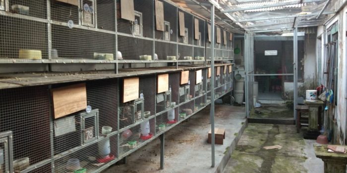Derkukucara memandikan tekukurjebakan burung tekukurstok ready burung . Cara Memandikan Derkuku Atau Tekukur Info Guyub Rukun Derkuku Puter Pelung