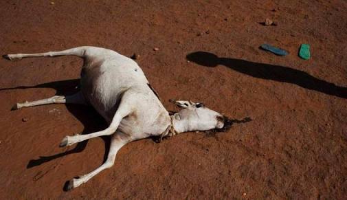 Mengerikan, kambing-kambing di gunung kidul mati diserang hewan misterius