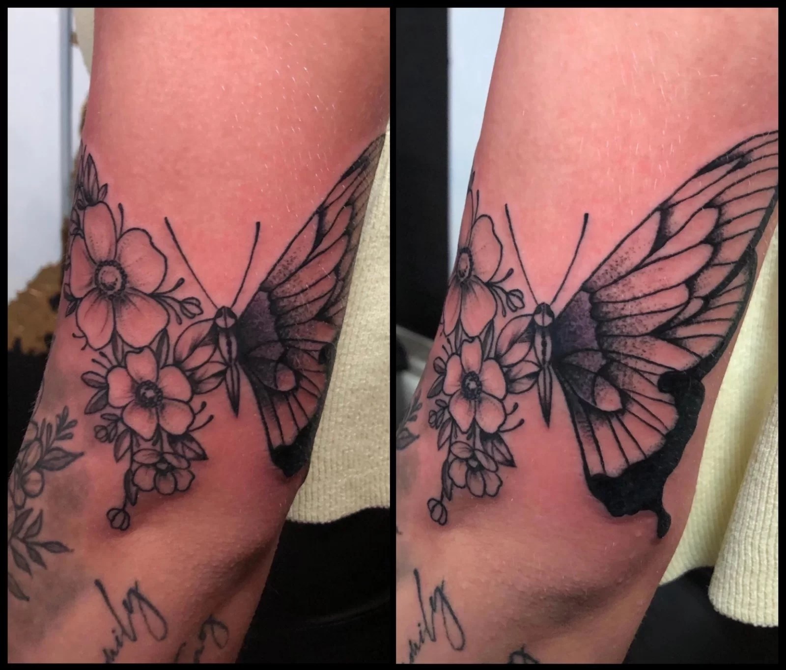 butterfly