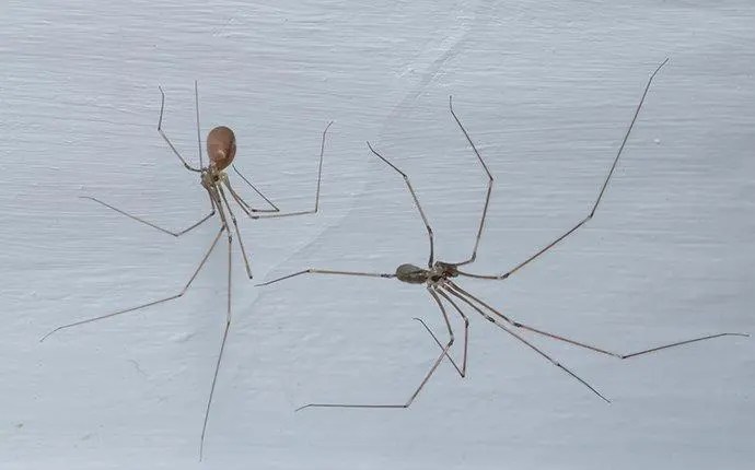 Two cellar spiders with long, thin legs are standing on a white surface, facing different directions.