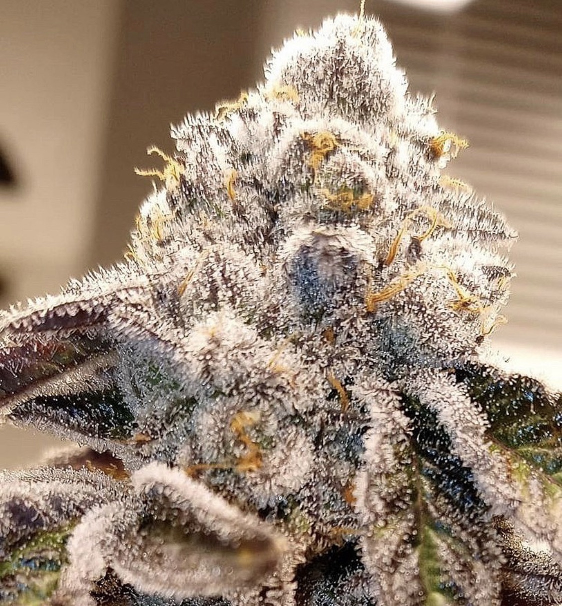 Blow pops is an indica variety from envy genetics and can be cultivated indoors and outdoors. Gm Blow V2 Reg New Insane Seeds