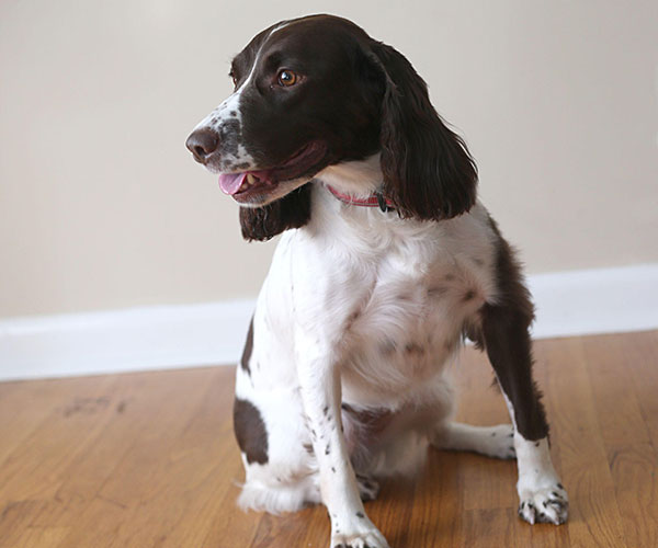 Bed bug dog detection and inspection in new england and specifically for ma, ri, me, ny, ct, nh. Bed Bug Canine Detection Eastern Nc To Southern Va