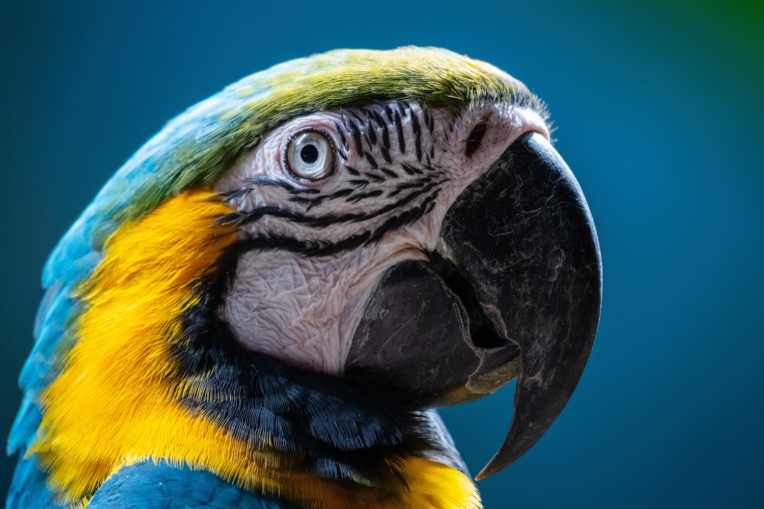 Inside The Challenges And Joys Of Living With A Parrot Insidehook