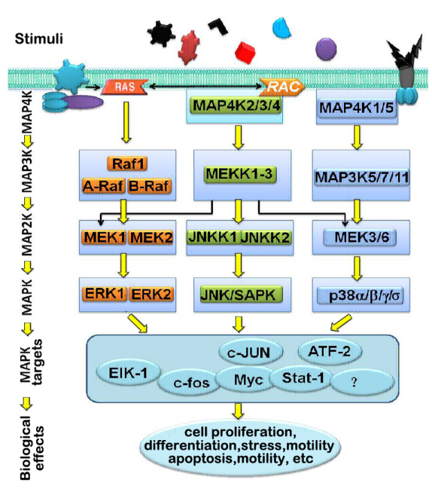 MAP Kinase Mediated And MLCK Independent Of MLC20 In Image5 