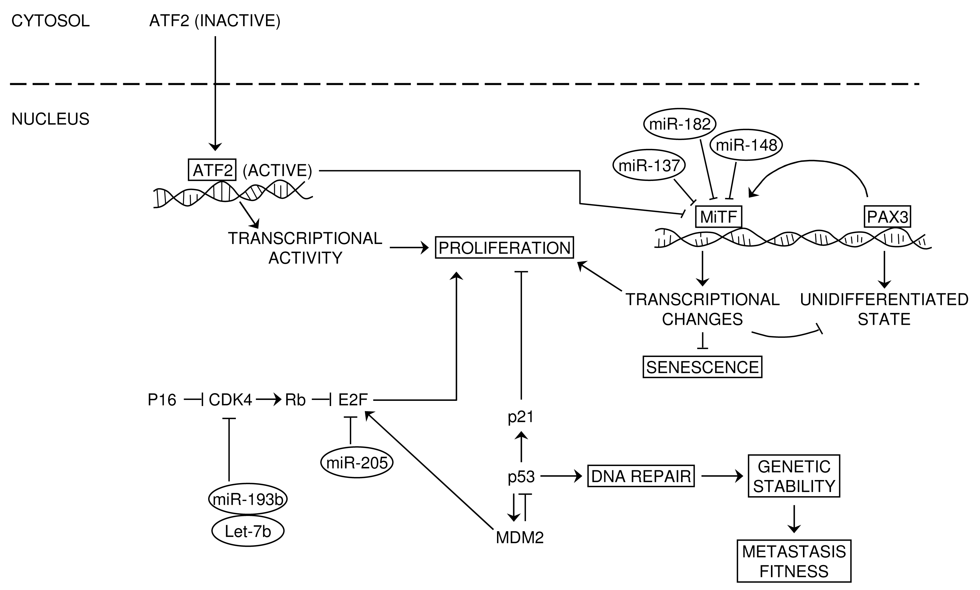 As the incidence of malignant melanoma continues to increase and with the completion of the sequencing of the human genome, there have been increasing efforts to identify the … Melanoma Genetics From Susceptibility To Progression Intechopen