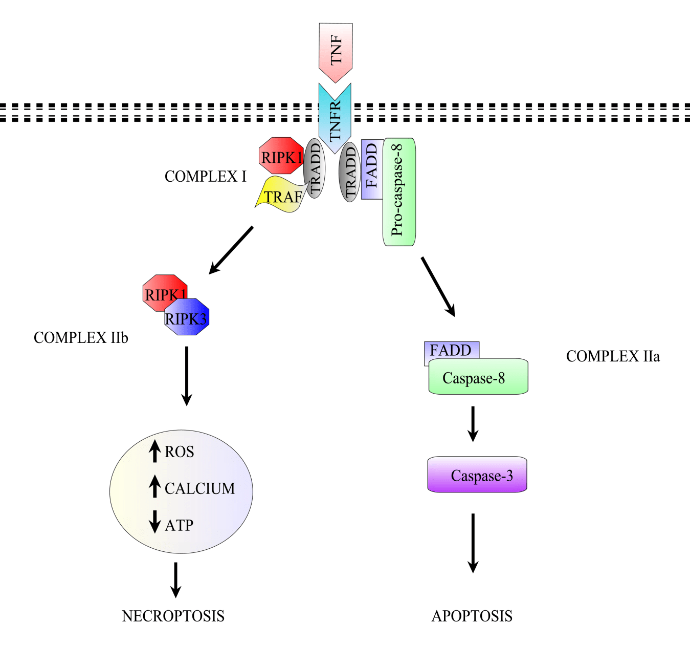 pics Features Of Necrosis And Apoptosis intechopen