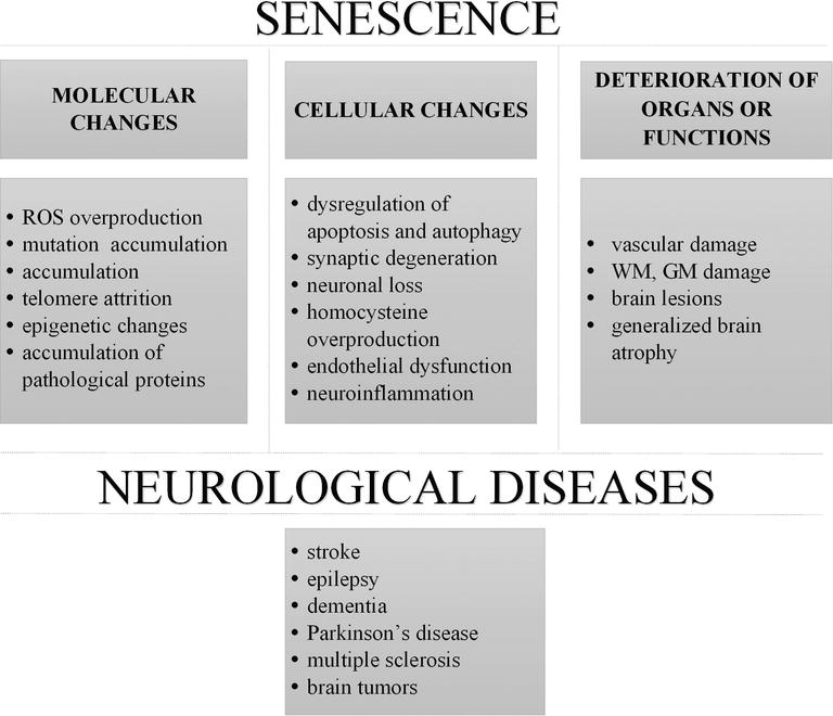 It affects the part of the nervous system that controls voluntary movements. Aging And Neurological Diseases Intechopen