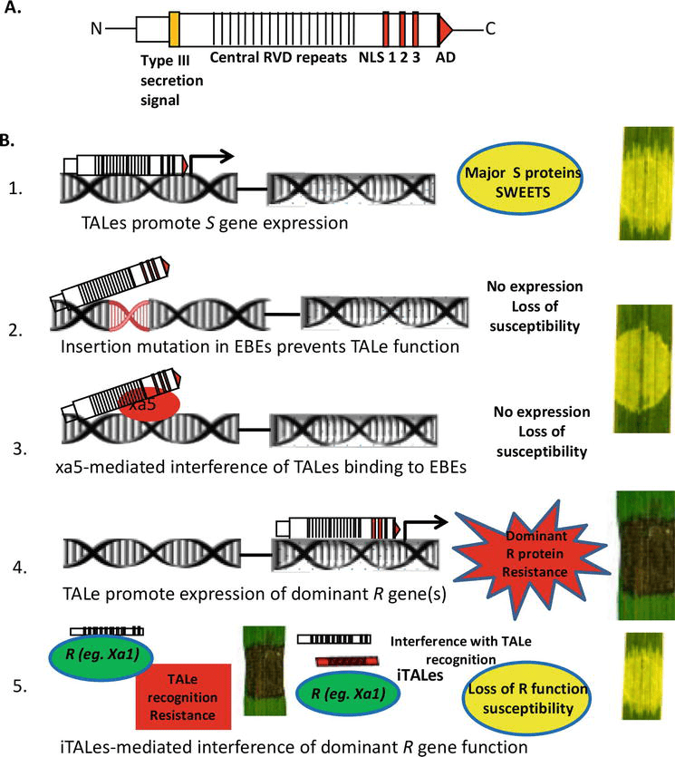 Plant Breeding For Disease Resistance Class 12 EGYPT224