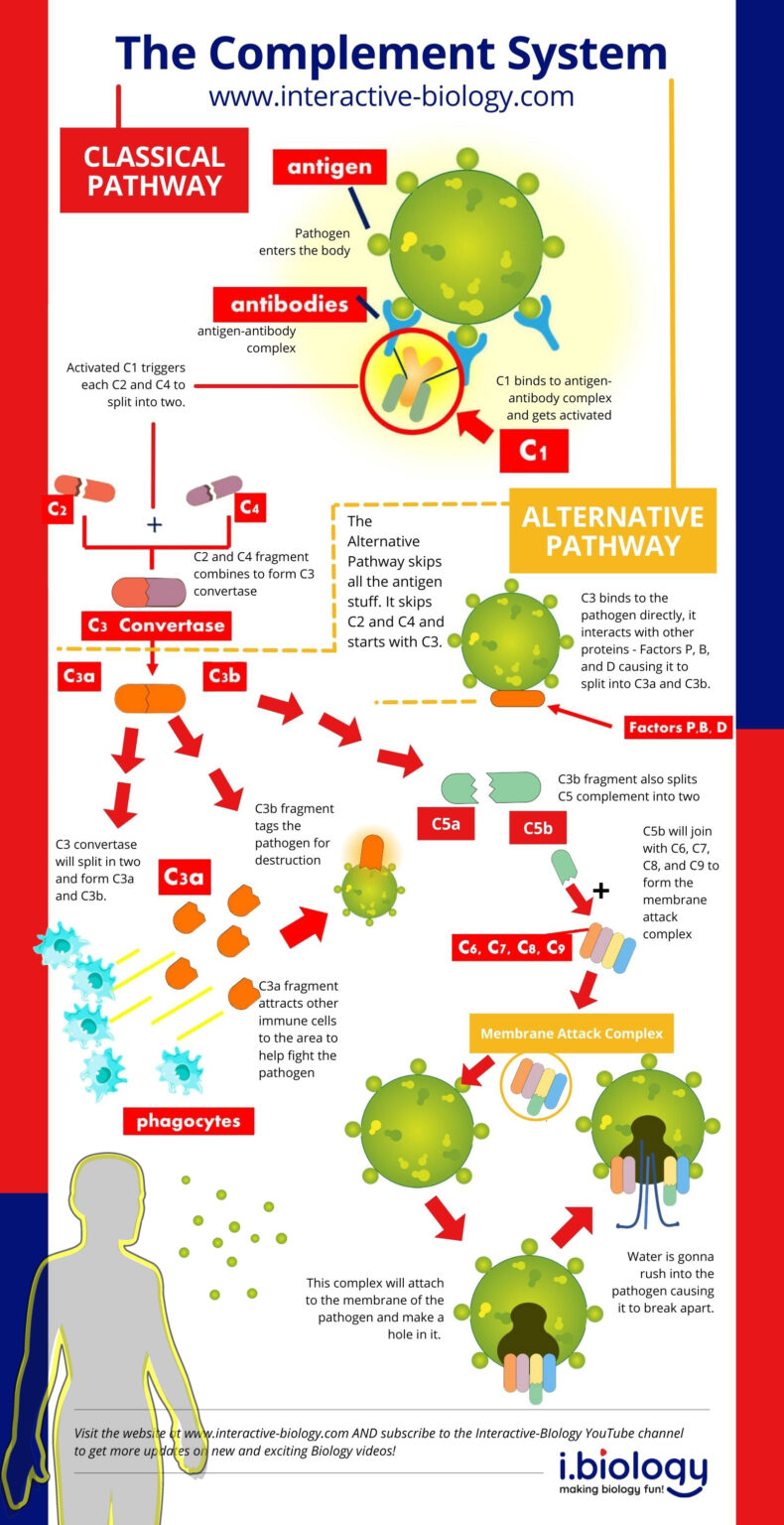 Complement protein definition biology at aaron levine blog
