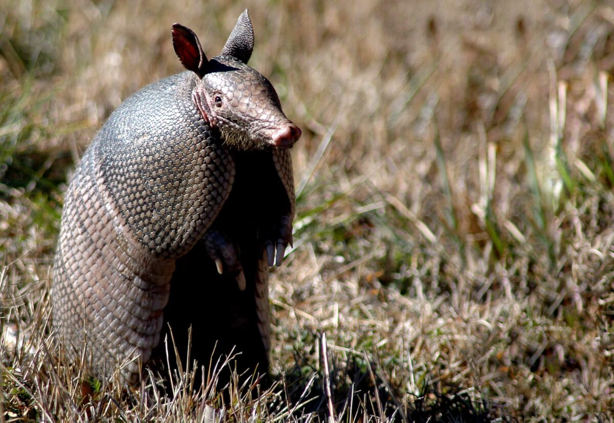 Do armadillos carry syphilis? facts, risks, and prevention