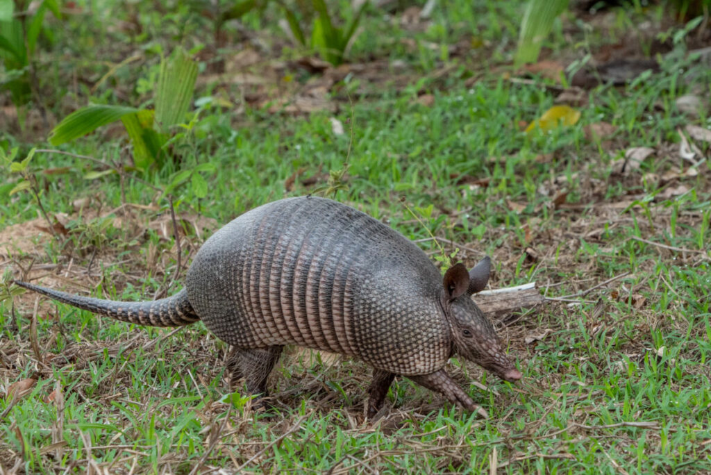 Do armadillos carry syphilis? facts, risks, and prevention