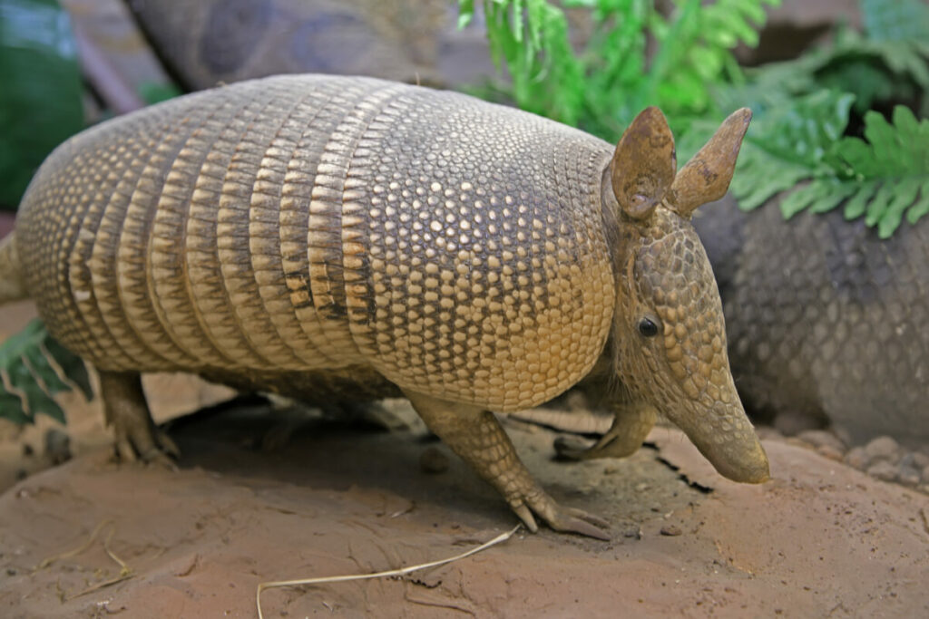 Do armadillos carry syphilis? facts, risks, and prevention