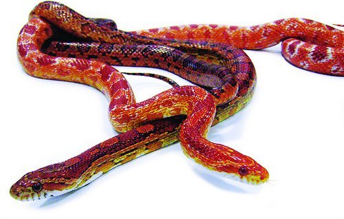 corn snakes
