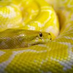 yellow-python-snake