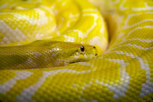 yellow python snake