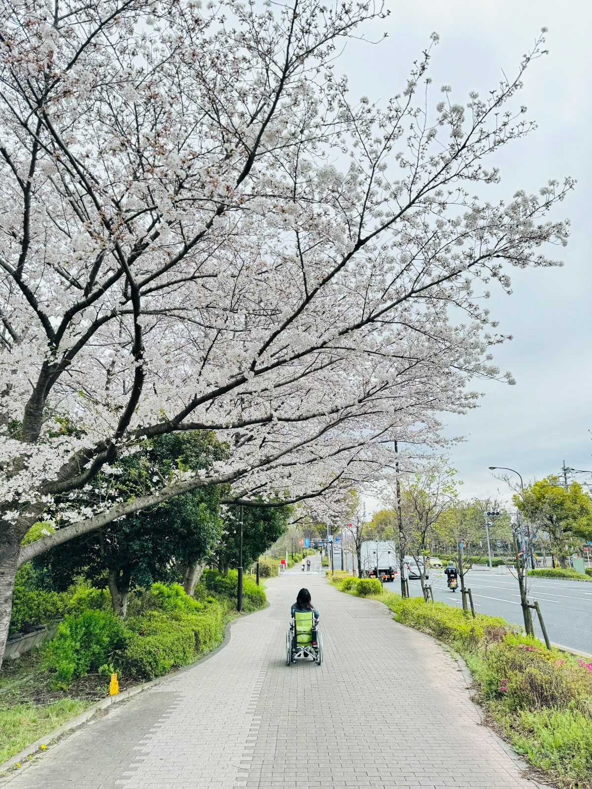 Machun in her wheelchair, rolling beneath some cherry blossoms.
