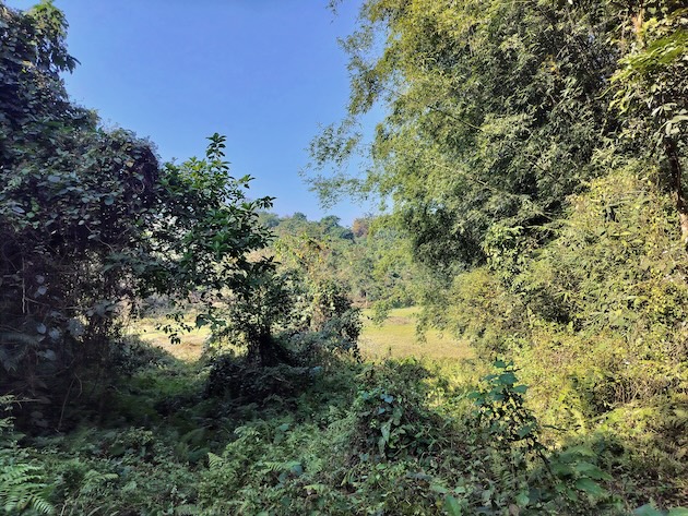 The once derelict ground that Bordoloi took on lease is now a flourishing food forest today in Sonapur – about 30kms from Guwahati city in Assam, India. Credit: Sanskrita Bharadwaj/IPS