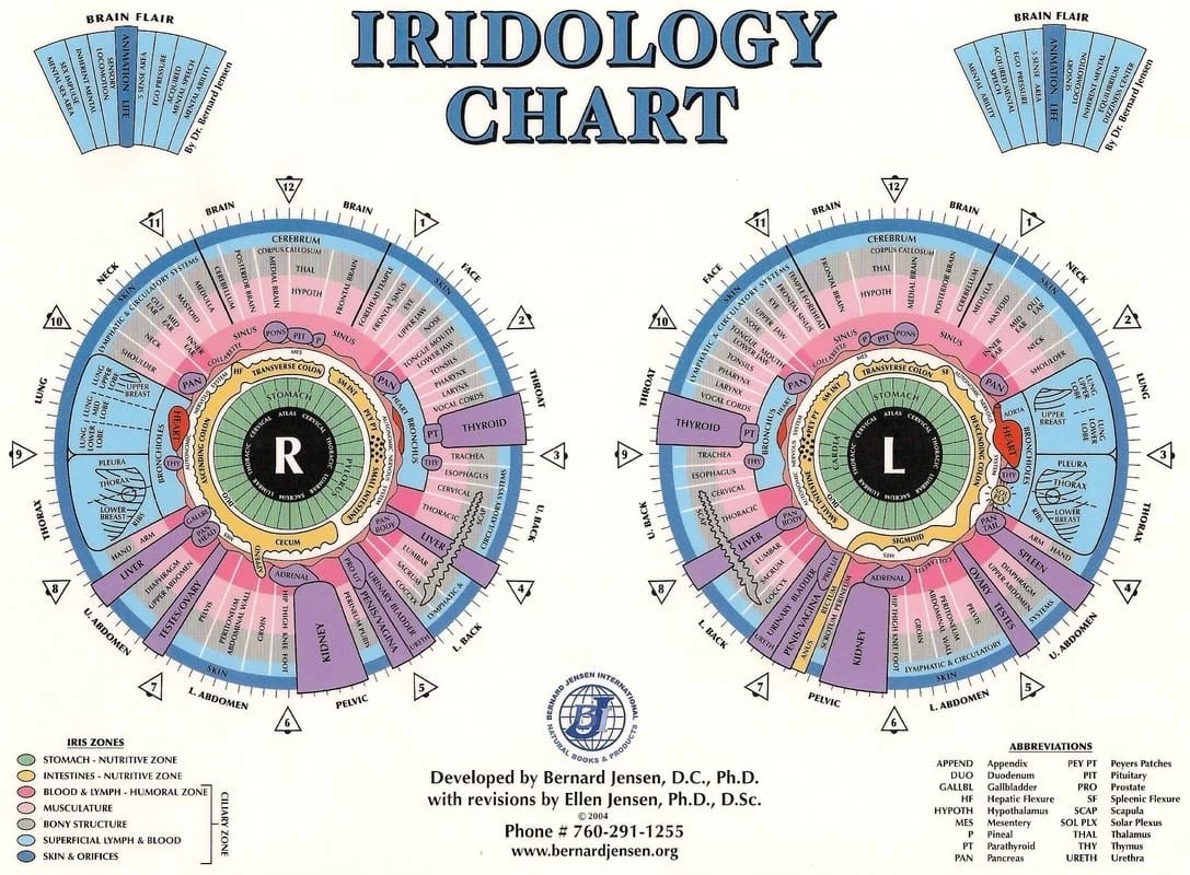 iris reading chart iriscope iridology camera iriscope camera iridology chartiridology