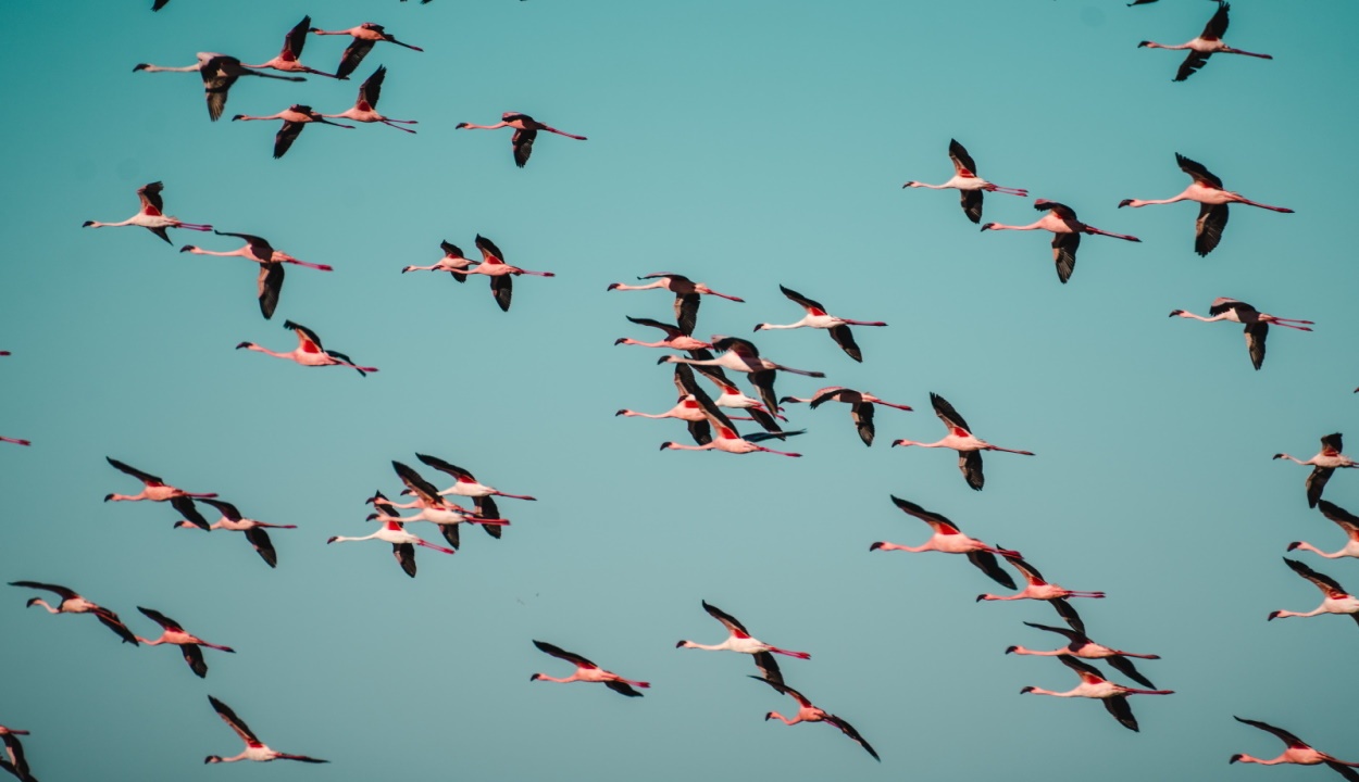 ¿Cómo le afecta el cambio climático a la fauna?