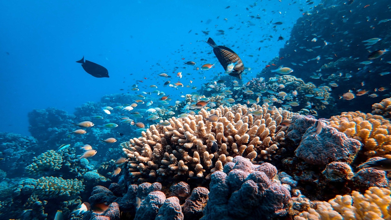 ¿Corales resistentes al cambio climático?