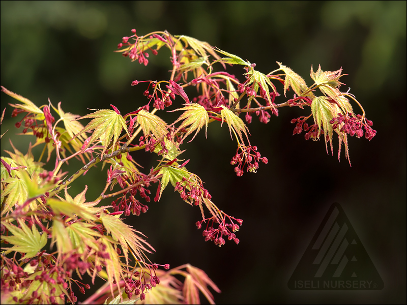 Image of Silhouette of Summer Gold Japanese Maple against the sky