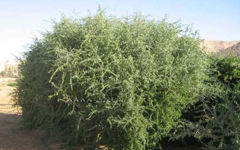 Yahudi Berlomba Tanami Pohon Gharqad Di Tanah Palestina Islampos