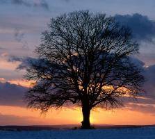 Image result for Thuwaybah