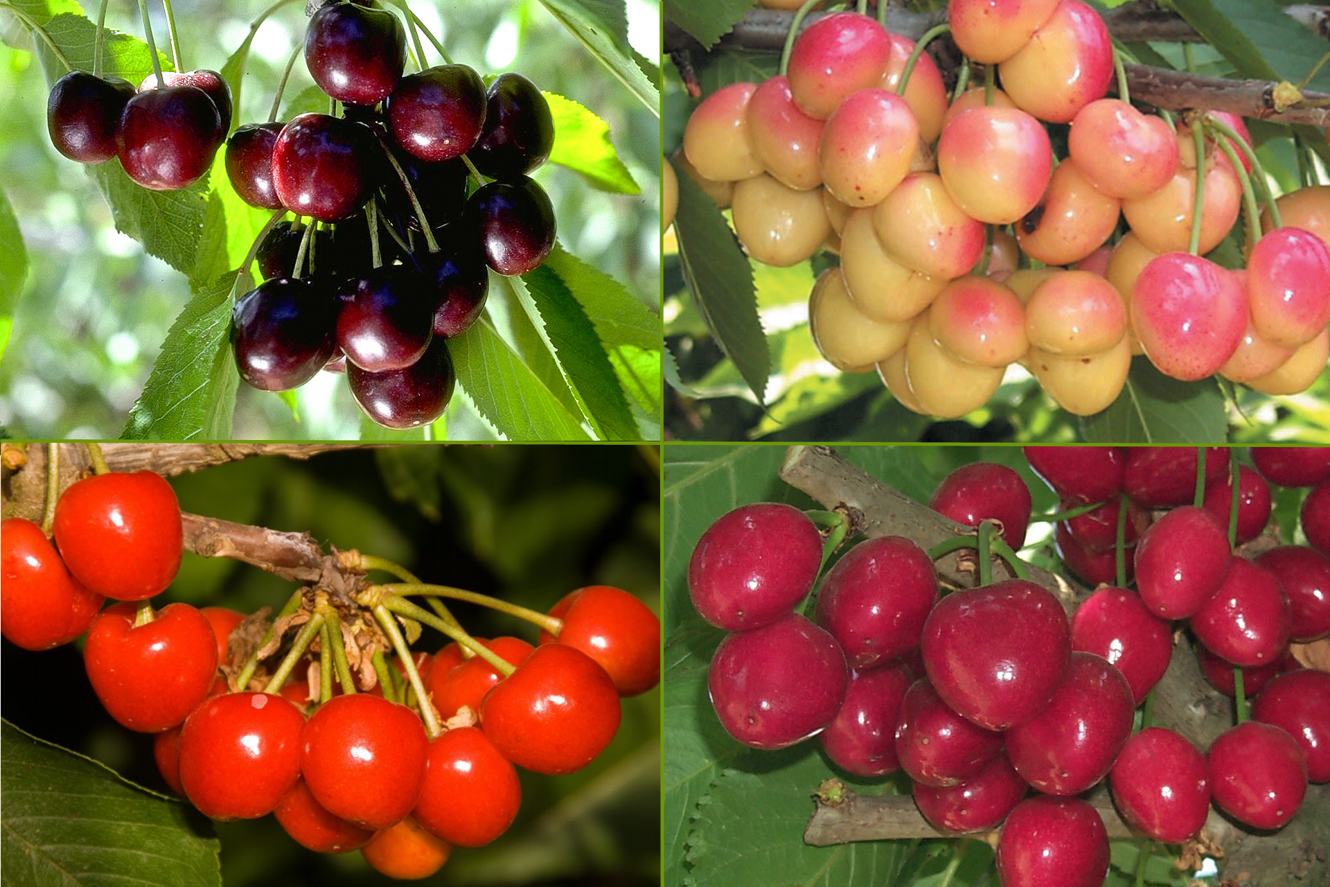 Cherries And Other Stone Fruit Wisconsin Fruit