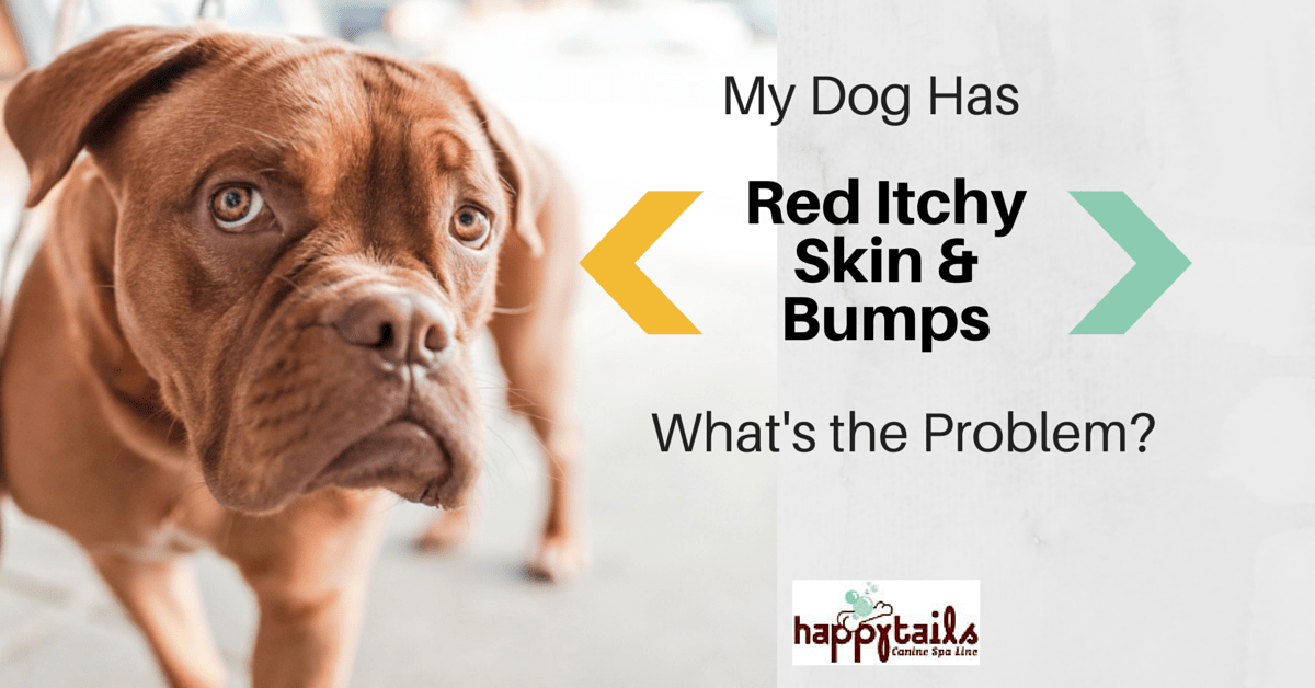 Urgent Red Bumps On My Dog What To Do Now - besbcqj