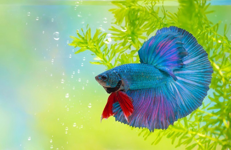 Betta Fish Laying On Side When To Be Concerned Zenaquaria One of the most common reasons for betta sideways swimming is the dirty tank water.