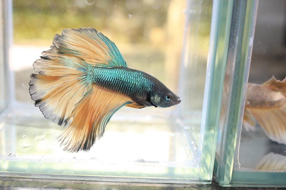 How To Treat Betta Fish Swim Bladder Disease It S A Fish Thing You should periodically change the water and remove algae and other particles from the tank.