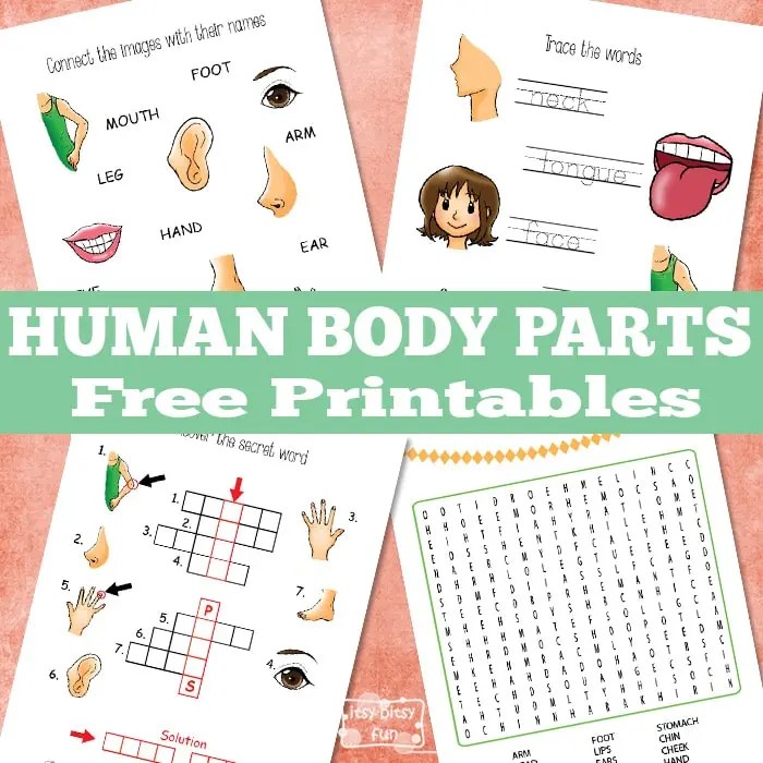 human body parts worksheets itsy bitsy fun