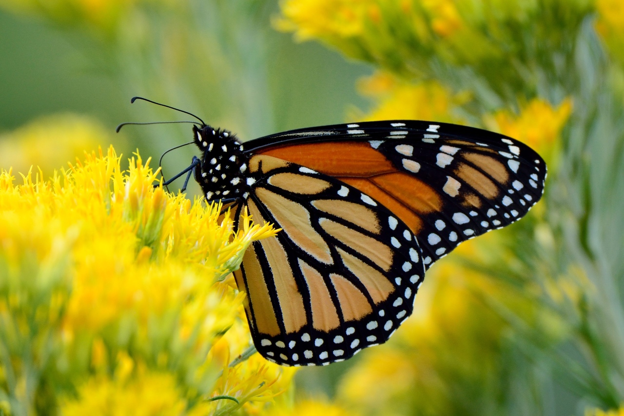Migratory monarch butterfly now Endangered IUCN Red List (2022)
